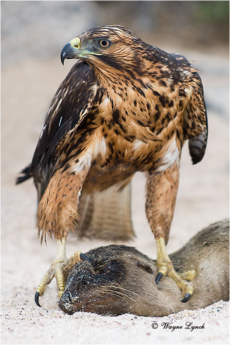 Galapagos Hawk 103 by Dr. Wayne Lynch &copy;